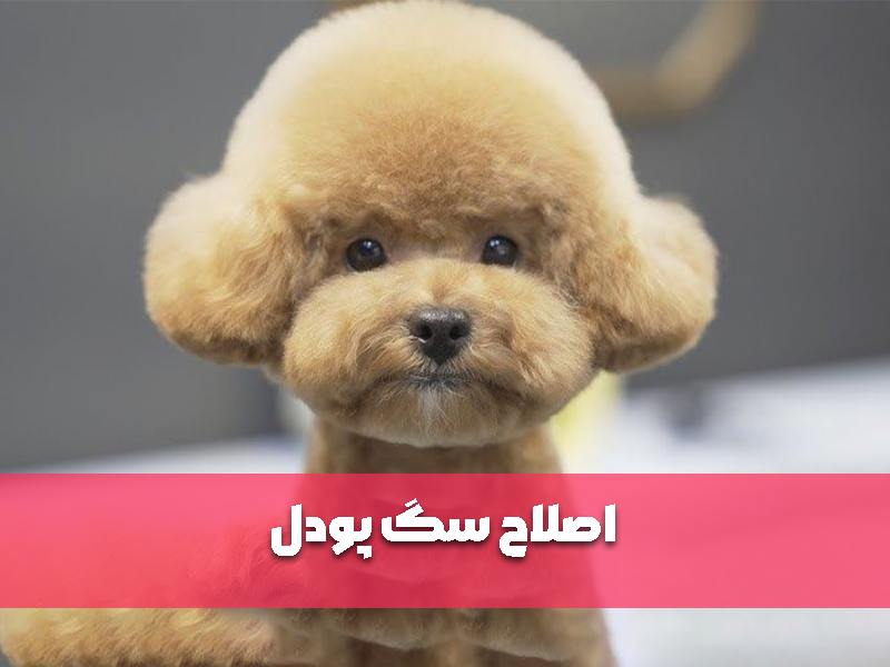 اصلاح سگ پودل